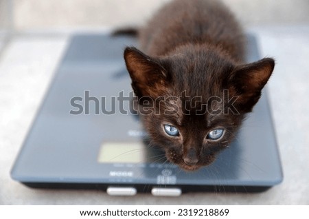 Cute fluffy black kitten is weighed on scale.Vet medicine for animals, pets health care concept.Selective focus.