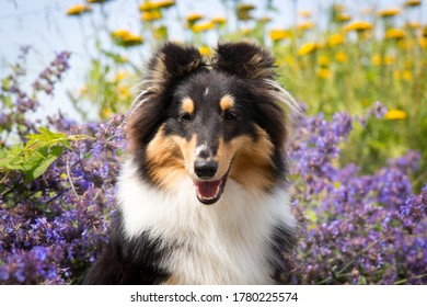 268 Sheltie Flower Field Images, Stock Photos & Vectors | Shutterstock