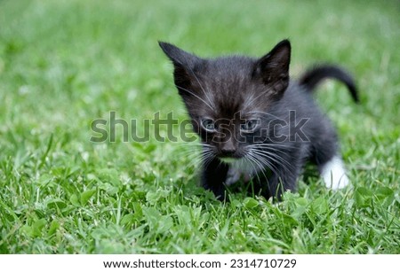 Cute fluffy black white kitten on green grass background.Beautiful curious small kitty walking outdoors.Love for pets concept.Selective focus.