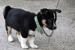 Cute Fluffy Black And White Puppy With A Clever Thoughtful Look Guards The House Of Its Owners. The Future Watchdog On The Chain With A Green Strap. Close-up.
