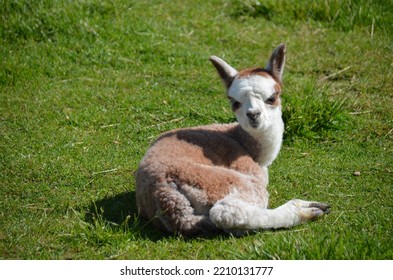 Cute, Fluffy Brown And White Baby Alpaca Laying On The Ground Waiting For Its Mama.