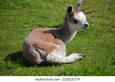 Cute, Fluffy Brown And White Baby Alpaca Laying On The Ground Waiting For Its Mama.