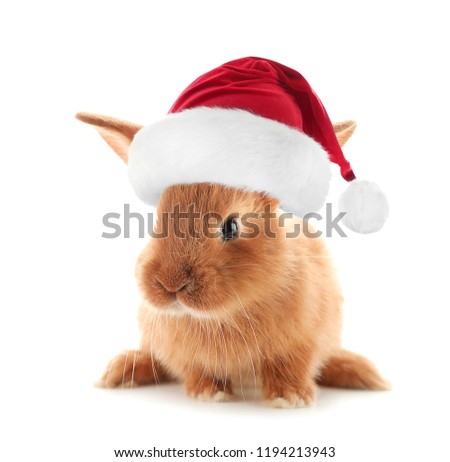 Cute fluffy bunny in Santa hat on white background