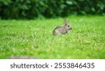 A cute fluffy bunny sitting on the grass in the yard