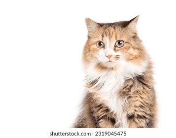 Cute fluffy cat head shot looking at camera. Front view of relaxed kitty. Female calico cat with asymmetric markings, orange white and black stripes. White background. Selective focus. - Powered by Shutterstock