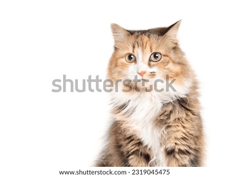 Cute fluffy cat head shot looking at camera. Front view of relaxed kitty. Female calico cat with asymmetric markings, orange white and black stripes. White background. Selective focus.