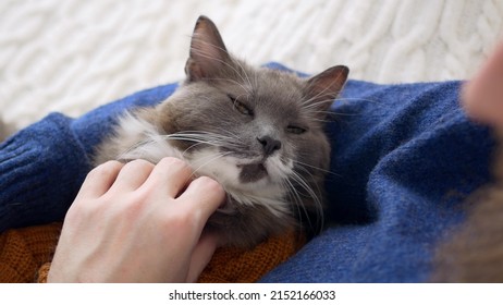 A Cute Fluffy Cat Lies In The Arms Of His Beloved Owner. A Fluffy Gray Cat In A Brown Sweater Animal Costume Next To His Owner Who Scratches His Neck. Love For Pets.