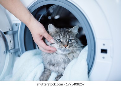 Cute fluffy cat lying inside laundry washer. Tabby lovely kitten with blue eyes and long gray hair. Preparing the wash cycle. Washing machine. Housework concept. Woman stroking cat.