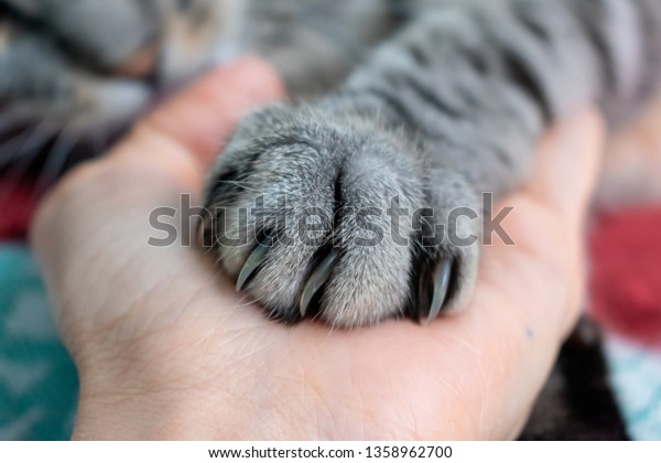 Cute fluffy cat paw on\
hand. Friendship with a pet. Gray striped cat. Paw with claws.\
Animal welfare