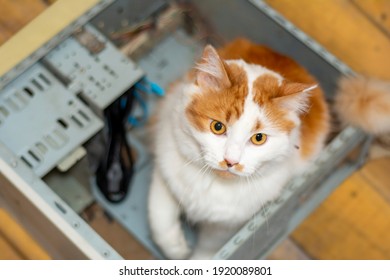 A Cute Fluffy Cat Sits In An Old Computer Case. Pet And Technology