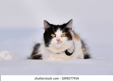 Cute Fluffy Cat There Is In The Snow. Funny Angry  Cat Is Staying In The Fresh Deep Snow In The Winter Wondertime.