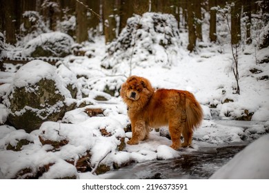 Cute Fluffy Chow Chow Dog Playing In The Snow By A Frozen Creek In Wintertime