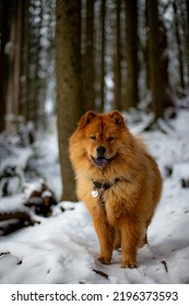 Cute Fluffy Chow Chow Dog Playing In The Snow In The Wintertime 