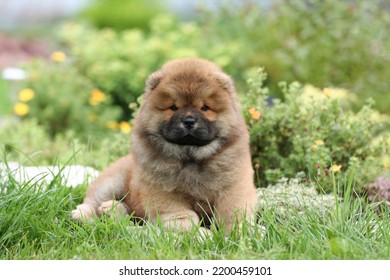 Cute fluffy chow chow puppy in nature