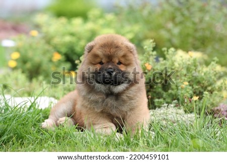 Cute fluffy chow chow puppy in nature Сток-фото © 