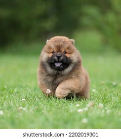 Cute Fluffy Chow Chow Puppy Playing In Nature