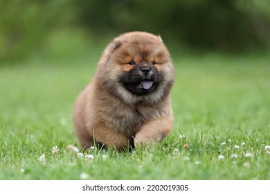 Cute Fluffy Chow Chow Puppy Playing In Nature