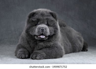 Cute fluffy chow-chow puppy on a gray background. Blue puppy - Shutterstock ID 1909871752