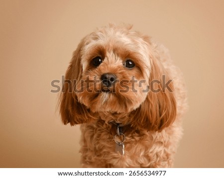 Cute fluffy dog looking at camera