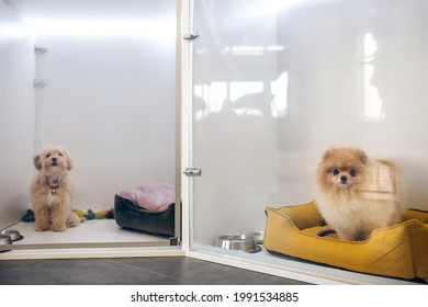 Cute Fluffy Dog In A Pets Hotel Waiting For The Owner