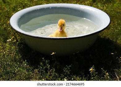 Cute Fluffy Duckling Swimming In Metal Basin Outdoors