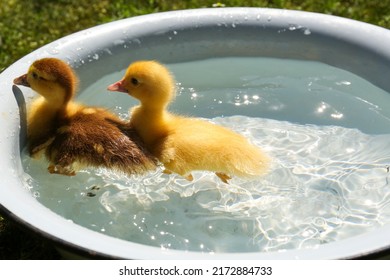 Cute Fluffy Ducklings Swimming In Metal Basin Outdoors