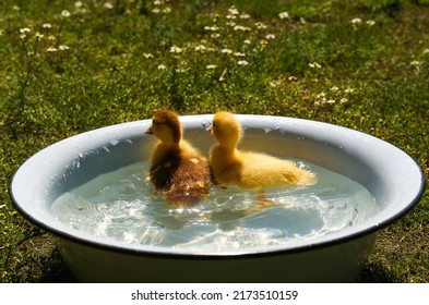 Cute Fluffy Ducklings Swimming In Metal Basin Outdoors