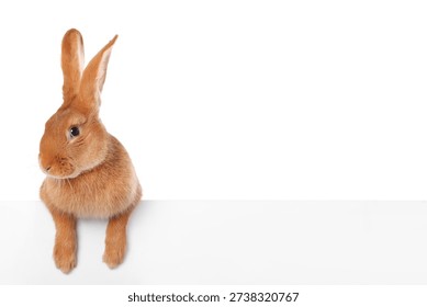 Cute fluffy Easter bunny isolated on white