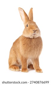 Cute fluffy Easter bunny isolated on white