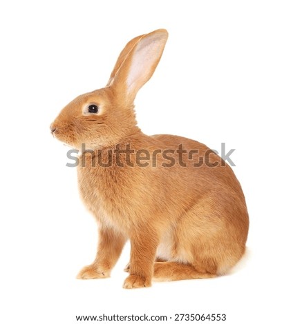 Cute fluffy Easter bunny isolated on white