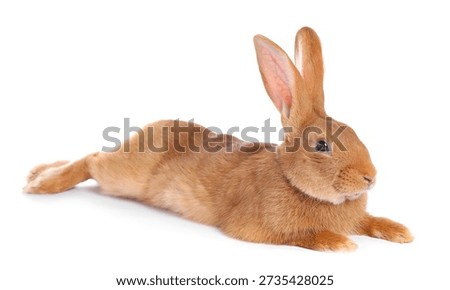 Cute fluffy Easter bunny isolated on white