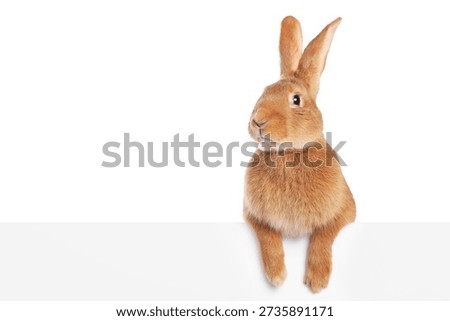Cute fluffy Easter bunny isolated on white