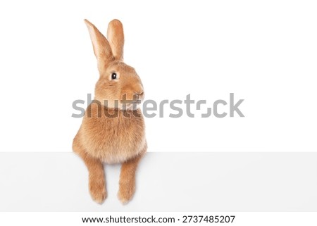 Cute fluffy Easter bunny isolated on white