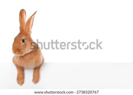 Cute fluffy Easter bunny isolated on white