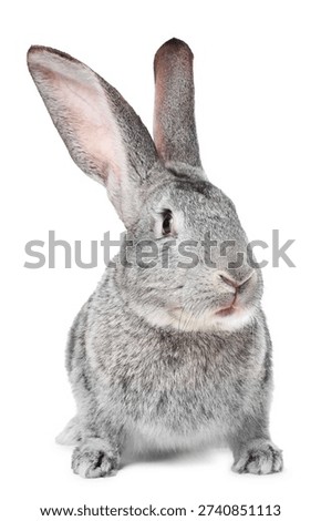 Cute fluffy Easter bunny isolated on white