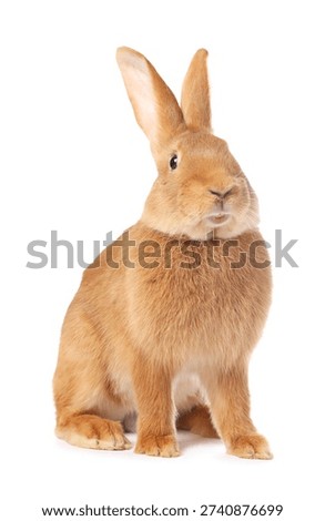 Cute fluffy Easter bunny isolated on white