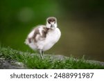 A cute and fluffy Egyptian gosling, baby Egyptian goose) stands on grass and mud on a riverbank in Thetford, UK.