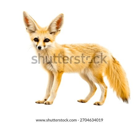 Cute Fluffy Fennec Fox – Sharp Pointed Ears, Wildlife Photography