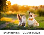 cute fluffy friends a cat and a dog catch a flying butterfly in a sunny summer garden