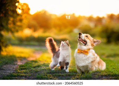 cute fluffy friends a cat and a dog catch a flying butterfly in a sunny summer garden