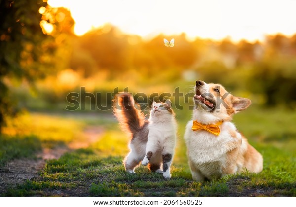 cute fluffy friends a cat and a dog catch a\
flying butterfly in a sunny summer\
garden