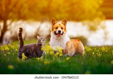 cute fluffy friends corgi dog   tabby cat sit together in sunny spring meadow