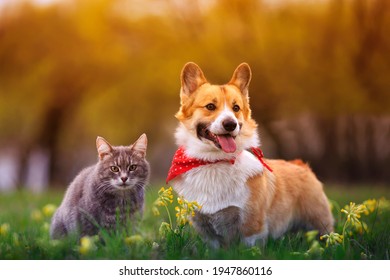 Cute Fluffy Friends A Corgi Dog And A Tabby Cat Sit Together In A Sunny Spring Meadow