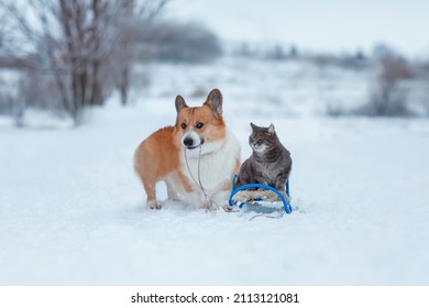 Cute Fluffy Friends A Corgi Dog Is Sledding A Striped Cat In The Winter Garden