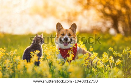 cute fluffy friends a corgi dog and a tabby cat sit together in a sunny spring meadow