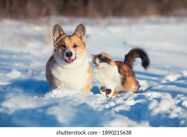 -cute and fluffy friends red cat and dog corgi sit next to each other in the winter park in the snow - Powered by Shutterstock