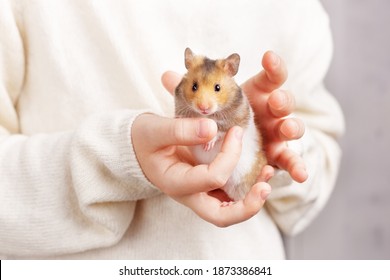 A cute fluffy golden hamster with a white tummy sits in the arms of a child in a light sweater and looks at the camera. Pet care concept, love for animals. Beautiful card with an animal theme.