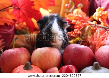 Cute and fluffy guinea pig with red apples, Mabon Sabbath altar, Autumn Bakcground