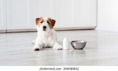 Cute Fluffy Jack Russel Dog Laying On Floor By Bowl And Jar For Supplements, Kitchen Interior, Panorama With Copy Space. Vitamins, Supplements, Healthy Diet For Pets, Dogs Concept