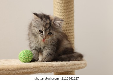 Cute fluffy kitten with ball on cat tree against light background